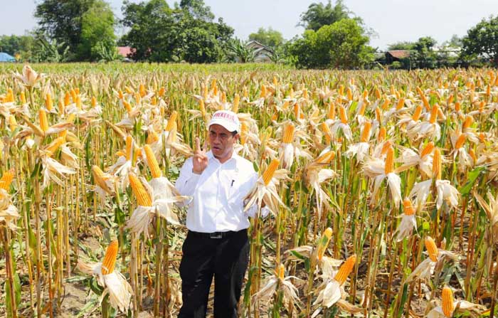 Panen Jagung 5 Ribu Ha, Serentak 10 Kecamatan 7 Kabupaten di Jatim